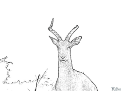 antelope Coloring Pages To Print